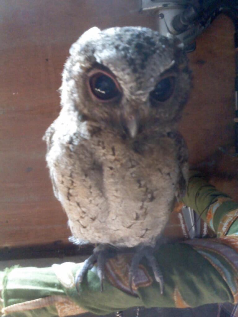 jual scops owl / celepuk