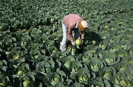 5 Negara Peng-Export Sayuran Ke Indonesia