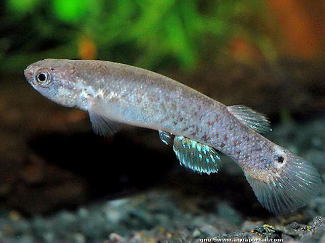 Mangrove Rivulus,Ikan Yang Bisa Bertahan Hidup 2 Bulan Di Daratan