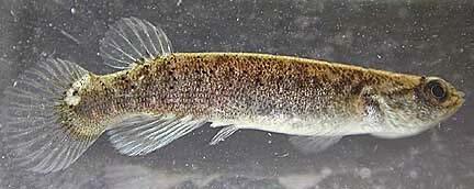 Mangrove Rivulus,Ikan Yang Bisa Bertahan Hidup 2 Bulan Di Daratan