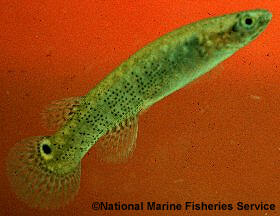 Mangrove Rivulus,Ikan Yang Bisa Bertahan Hidup 2 Bulan Di Daratan