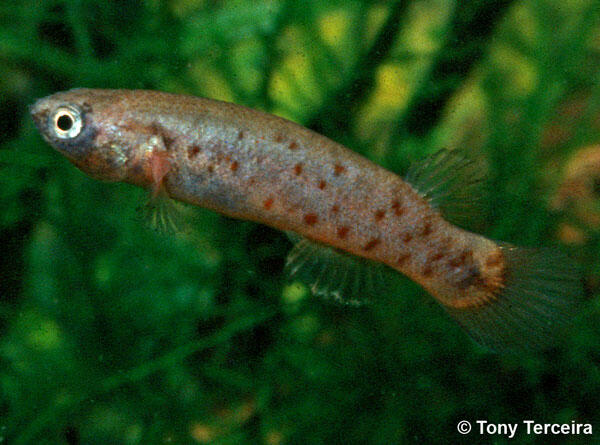 Mangrove Rivulus,Ikan Yang Bisa Bertahan Hidup 2 Bulan Di Daratan