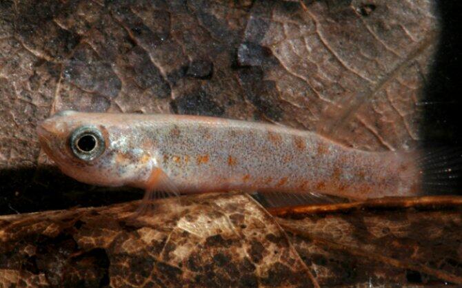 Mangrove Rivulus,Ikan Yang Bisa Bertahan Hidup 2 Bulan Di Daratan