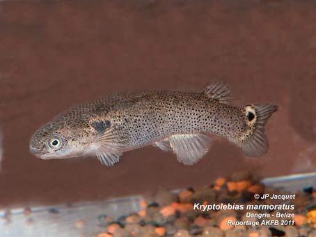 Mangrove Rivulus,Ikan Yang Bisa Bertahan Hidup 2 Bulan Di Daratan