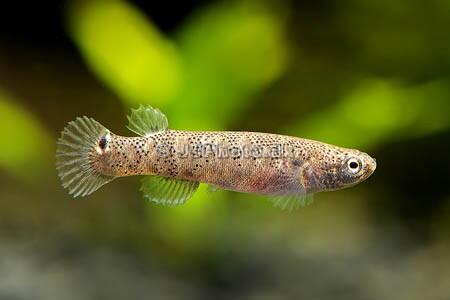 Mangrove Rivulus,Ikan Yang Bisa Bertahan Hidup 2 Bulan Di Daratan