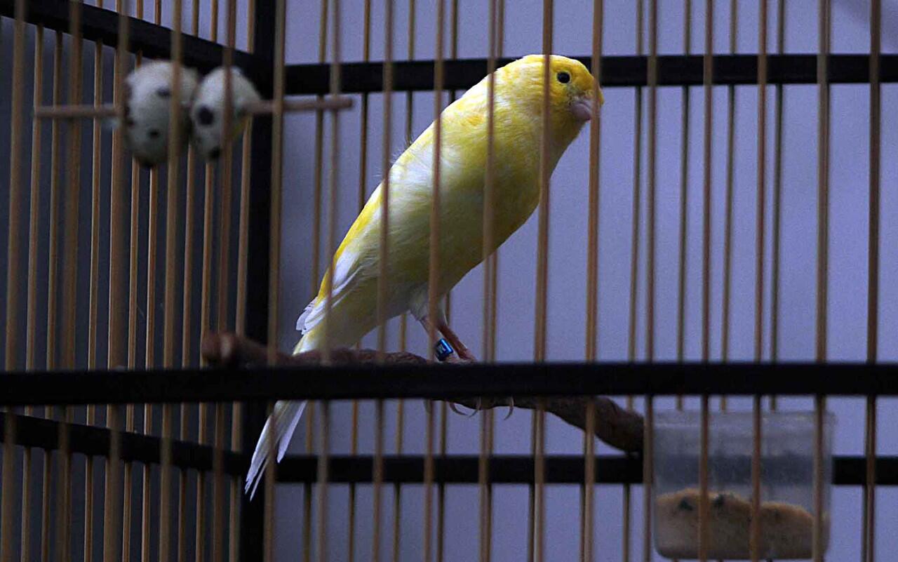 Terjual kenari f1 ys jantan gacor semaunya KASKUS