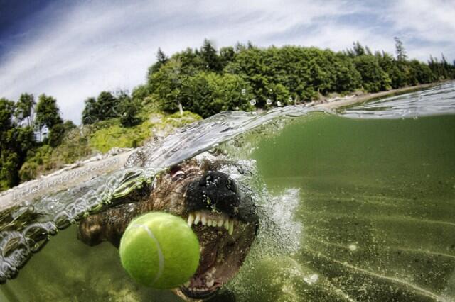 Foto Anjing Ketika Dibawah Air.. Hhaha