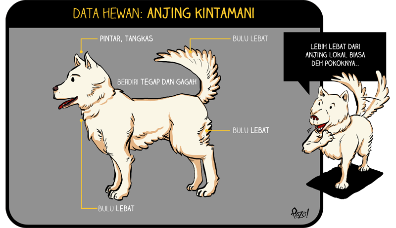 &#91;Info Hewan Bergambar + Komik!&#93; - Anjing Kintamani