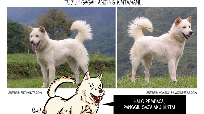 &#91;Info Hewan Bergambar + Komik!&#93; - Anjing Kintamani