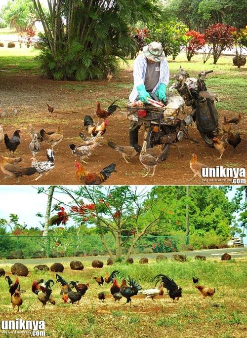 5 Hewan yang Mendominasi Pulau Gan..!!