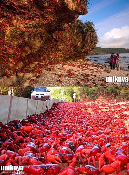 5 Hewan yang Mendominasi Pulau Gan..!!