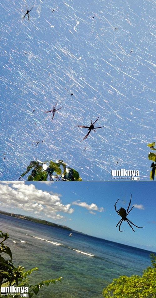 5 Hewan yang Mendominasi Pulau Gan..!!