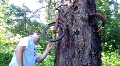 gila gan! pohon ini lapar dan makan sepeda (+pic)