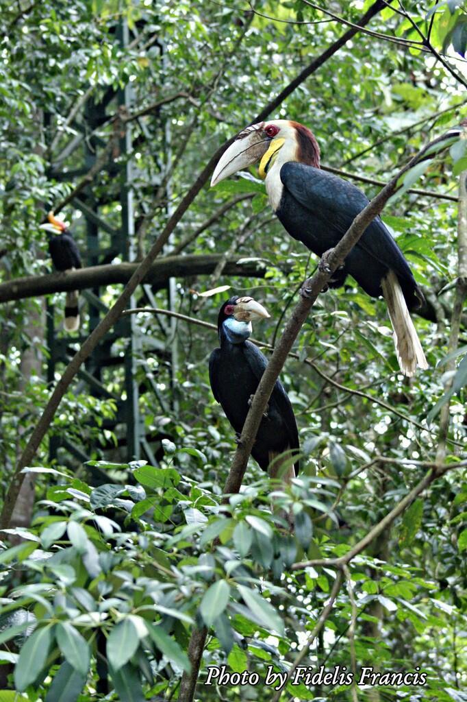 [Dilindungi dan Langka] Hewan Khas Kalimantan