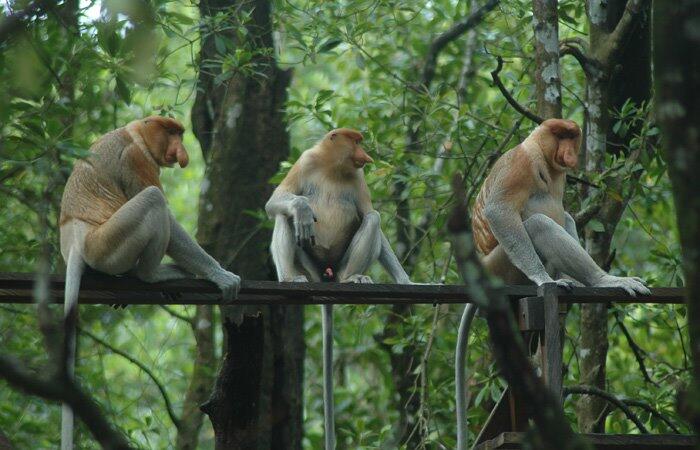 [Dilindungi dan Langka] Hewan Khas Kalimantan