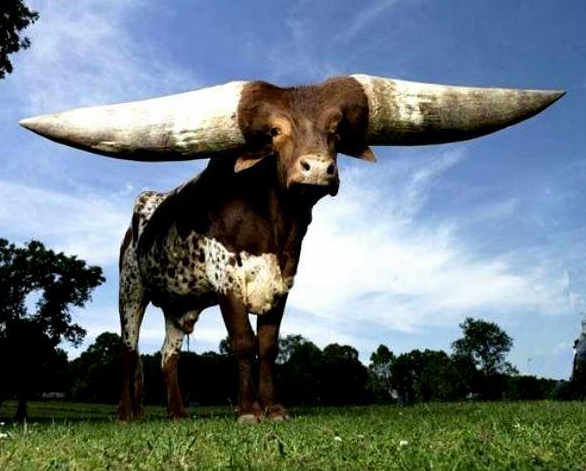 Watusi Bull : Banteng Bertanduk Terbesar Sedunia