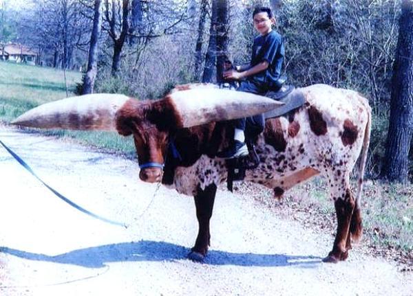 Watusi Bull : Banteng Bertanduk Terbesar Sedunia