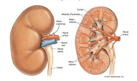 ( Miris ) suami istri jajakan GINJAL untuk bayar utang