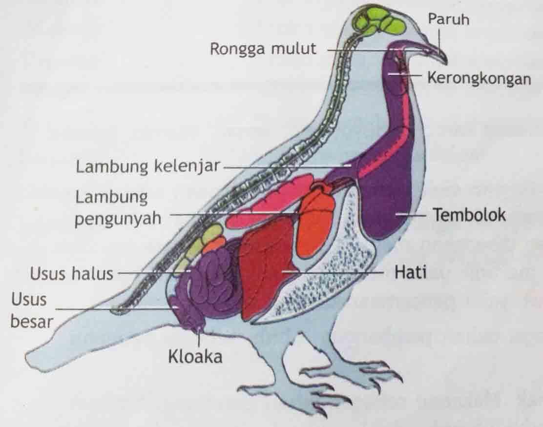 Bagaimana Burung Bisa Tak Punya Penis? 