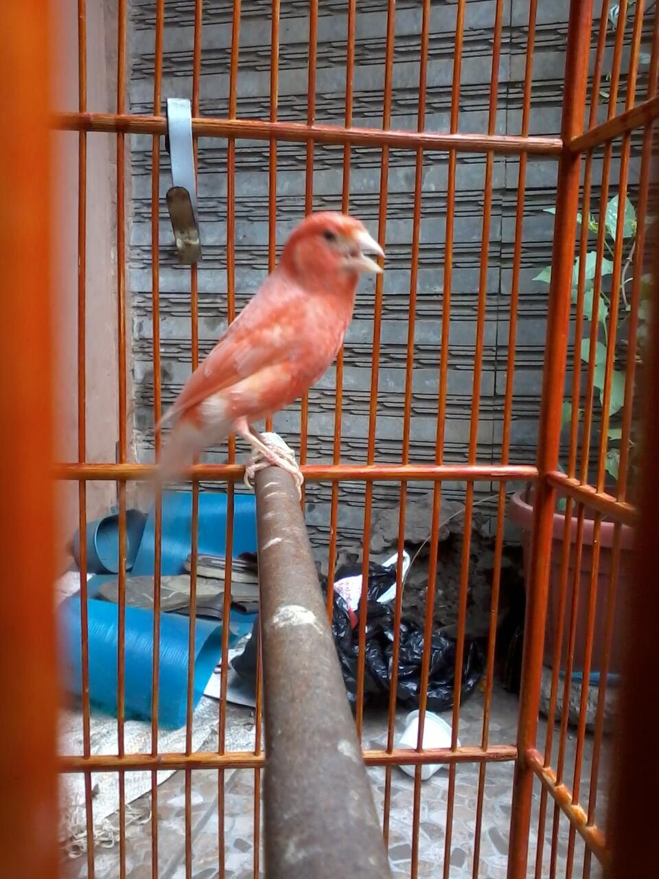 Terjual Jual Kenari Merah Murah Bandung Kaskus