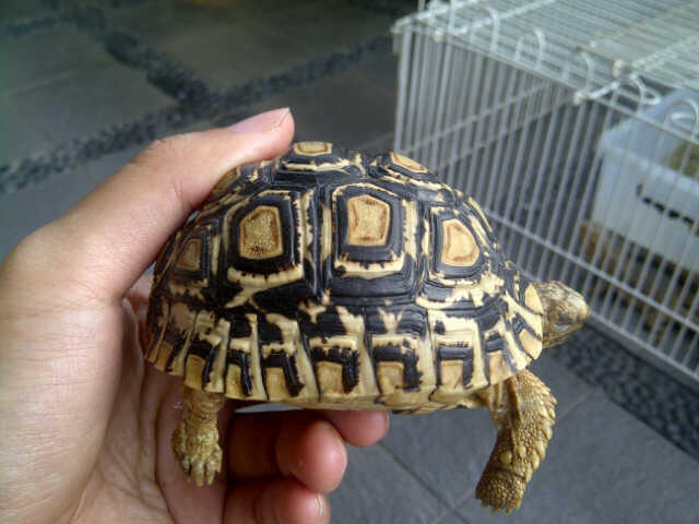 Kura kura darat pardalis murah!!