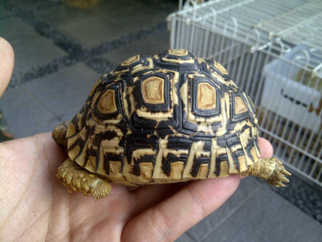 Kura kura darat pardalis murah!!