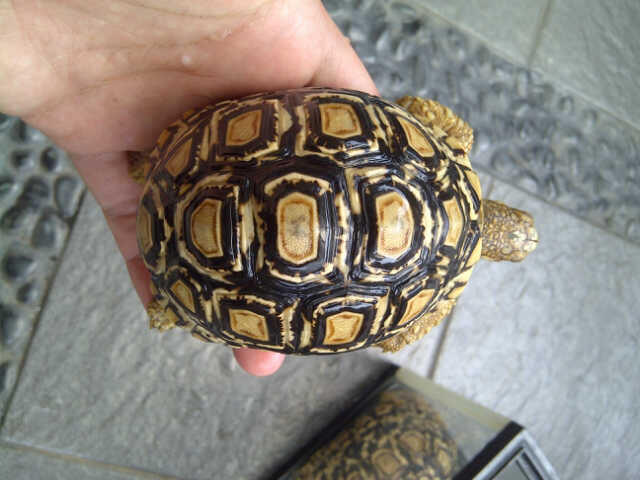 Kura kura darat pardalis murah!!