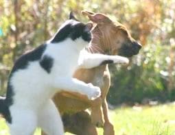 &#91;VID&#93; Perbedaan Anjing dan Kucing dalam turun tangga