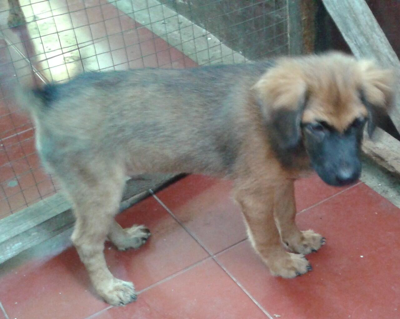 Terjual Anak Anjing Kampung 2 Bulan Kaskus