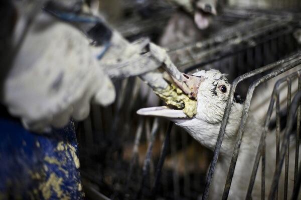 Fakta kejam mengenai Foie Gras (makanan khas Eropa)