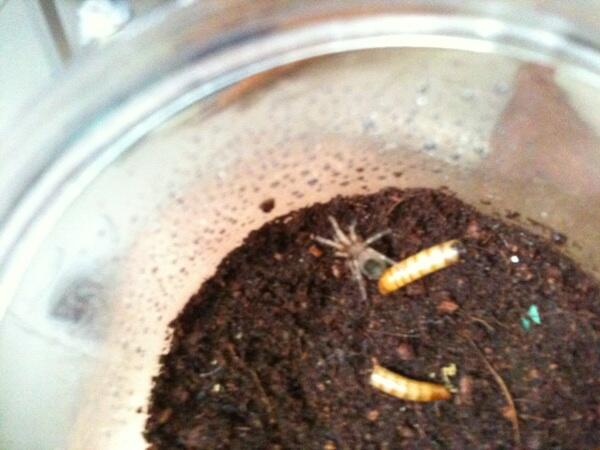 Tarantula bekasi