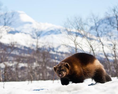 Hewan-Hewan Erotis penguasa Arktik (Kutub Utara) :matabelo: