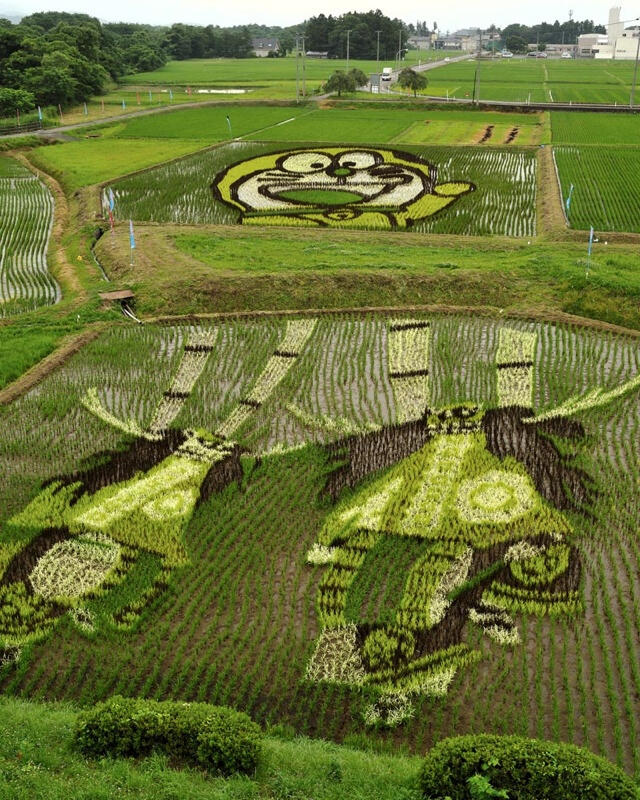 Tanbo Art, Seni Unik Melukis di Atas Sawah