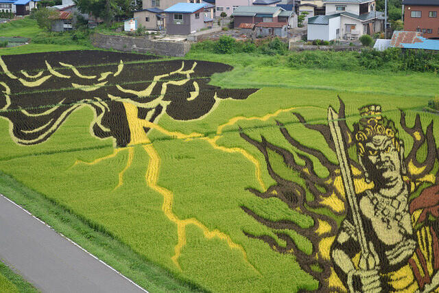 Tanbo Art, Seni Unik Melukis di Atas Sawah