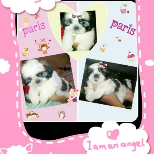 Jual anak shihtzu lucu