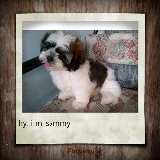 Jual anak shihtzu lucu