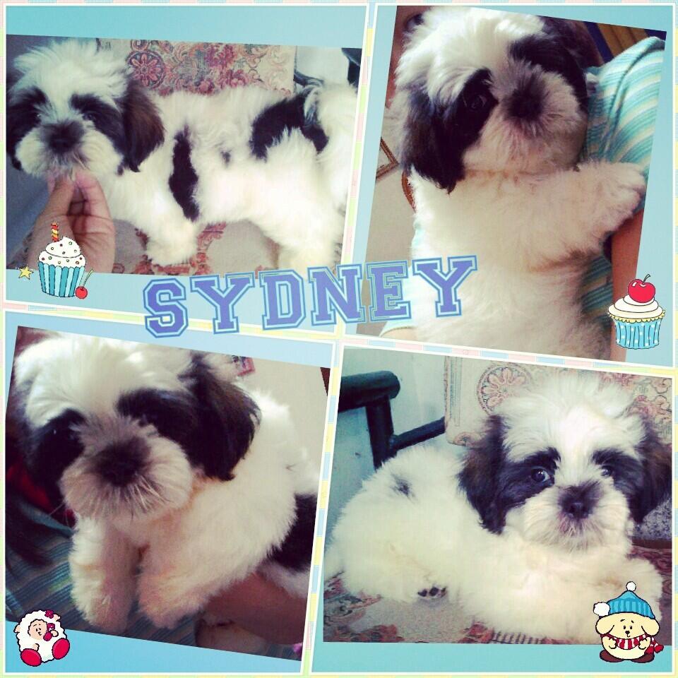 Jual anak shihtzu lucu