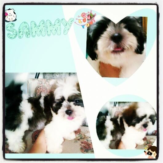 Jual anak shihtzu lucu