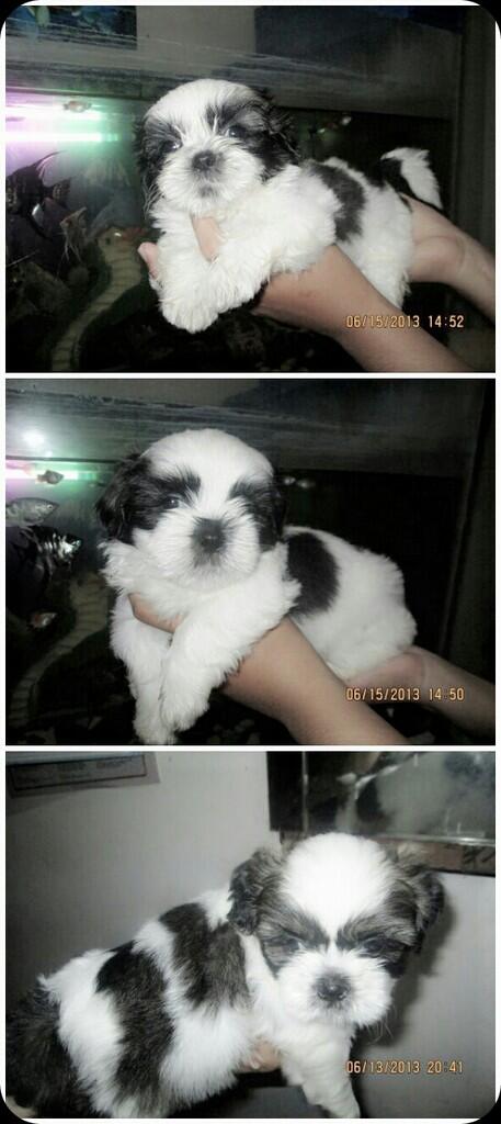 Jual anak shihtzu lucu