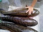 Ikan Gabus - Si Ikan Ajaib