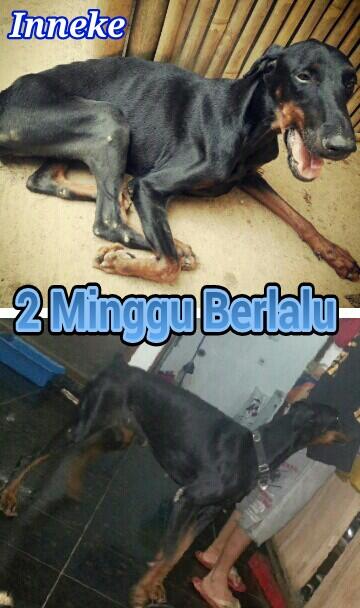 Doberman di Depok yang Ditinggal Majikan Diselamatkan Animal Defender