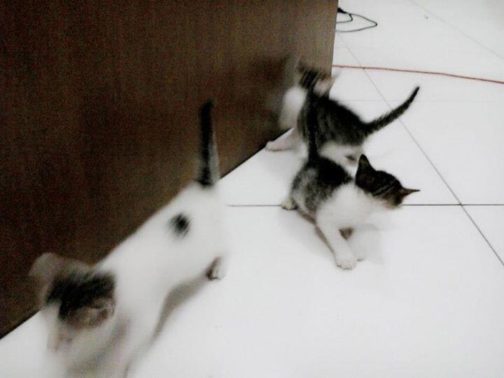 Air Mata Bagi Pecinta Kucing, Miris gan :(