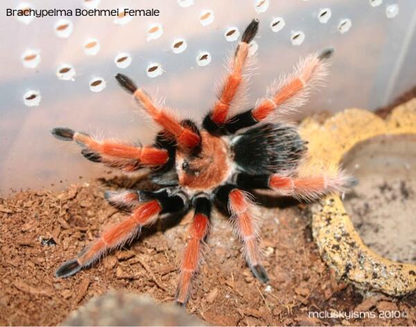 Tarantula murah (Bekasi)