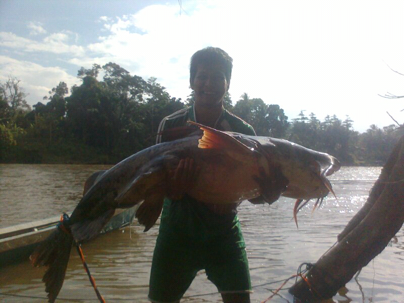 pesona ikan Dalum ( Bagarius Yarelli ),,,!