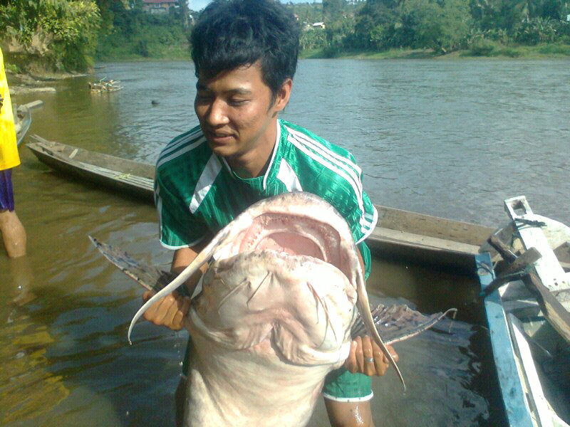 pesona ikan Dalum ( Bagarius Yarelli ),,,!