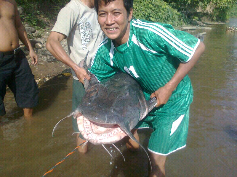 pesona ikan Dalum ( Bagarius Yarelli ),,,!