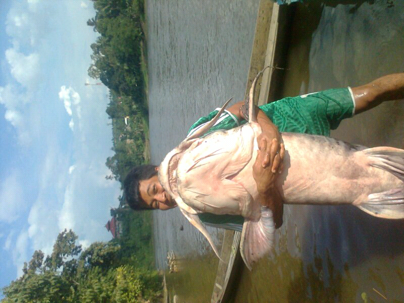 pesona ikan Dalum ( Bagarius Yarelli ),,,!