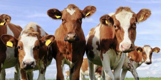 Pria Brasil ini tewas tertimpa sapi