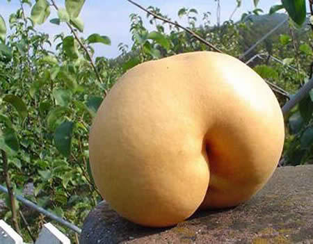 Pantat Bahenol