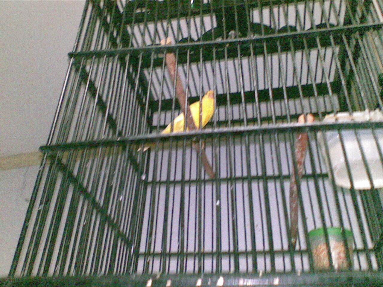 Terjual Kenari F1 Spanish Timbrado  KASKUS